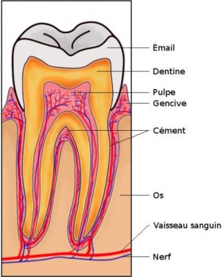 coupe d'une dent et du parodonte
